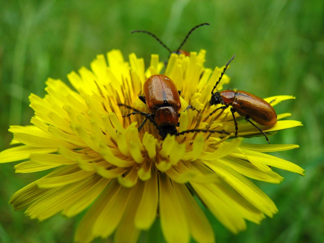 Svariati coleotteri da identificare